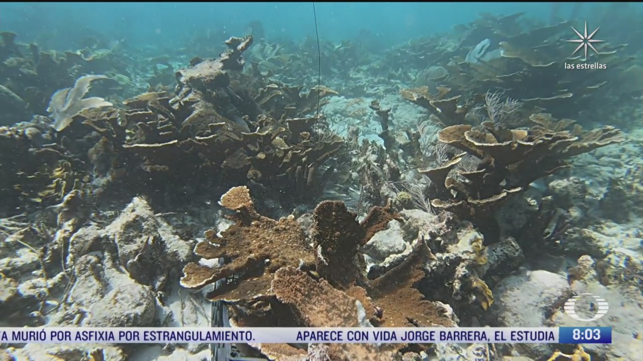 arrecifes barrera que protege costas de quintana roo