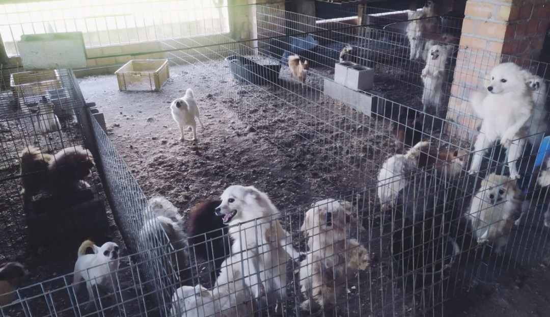 En criadero ilegal en España cortaban las cuerdas vocales de perros