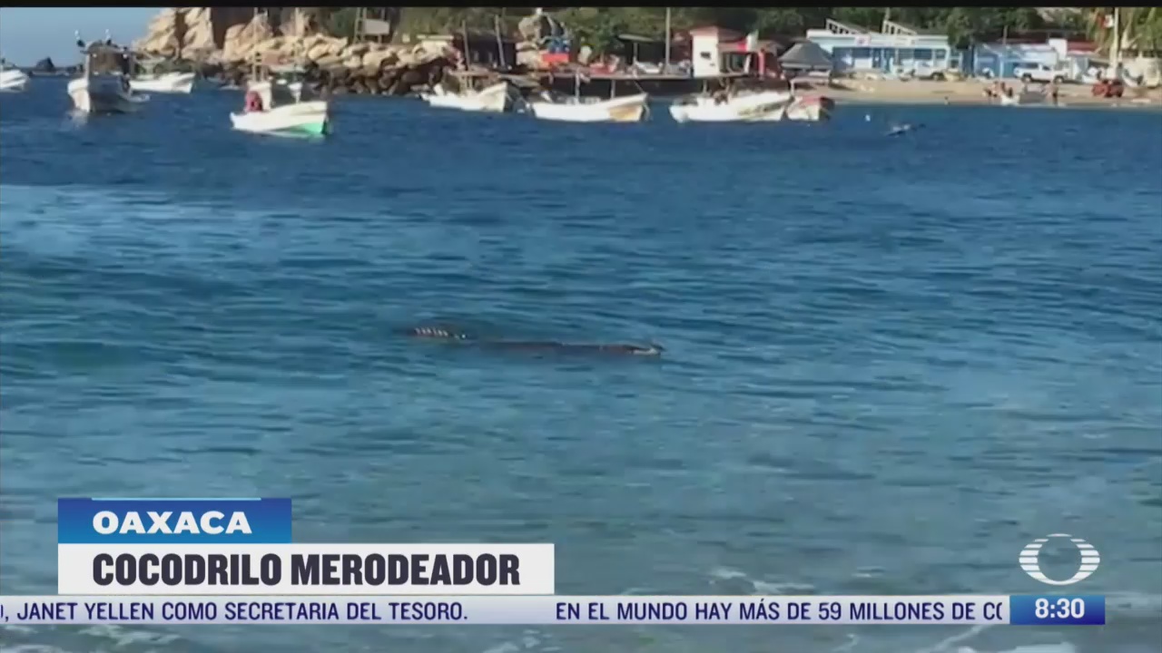cocodrilo sorprende a turistas en playa marinero en oaxaca