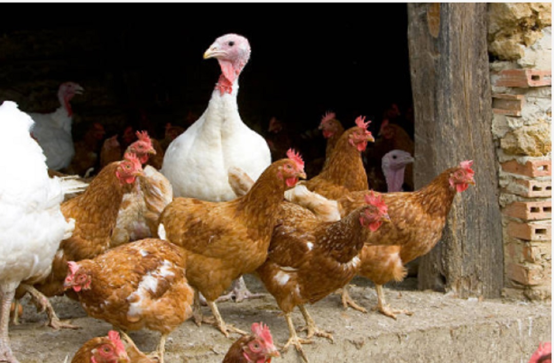 Por-gripe-aviar-en-Dinamarca-sacrifican-25,000-aves