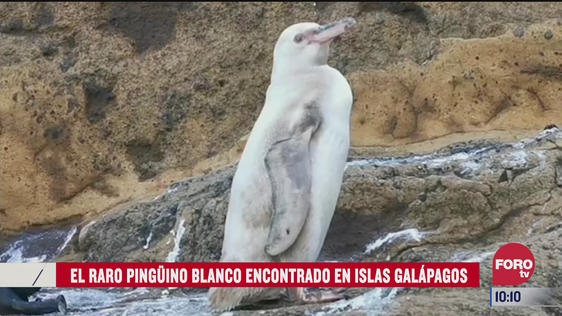 el raro pinguino blanco encontrado en islas galapagos