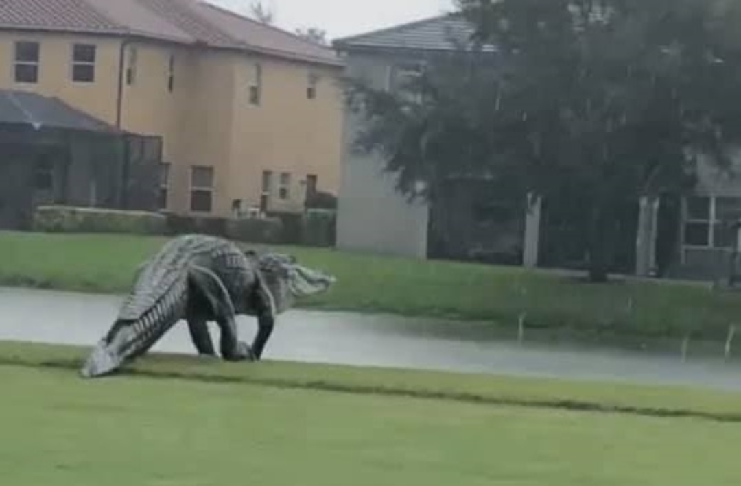 Enorme cocodrilo aparece en Florida tras huracán Eta