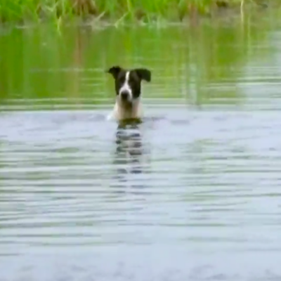 Familias y mascotas sufren estragos de inundaciones en Tabasco y prevén más lluvias