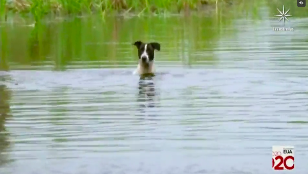 Familias y mascotas sufren estragos de inundaciones en Tabasco y prevén más lluvias