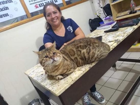Gato Gigante Encontrado Tampico Foto