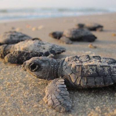 Nacen miles de tortugas en playas de Sonora tras ausencia de turistas y pandemia