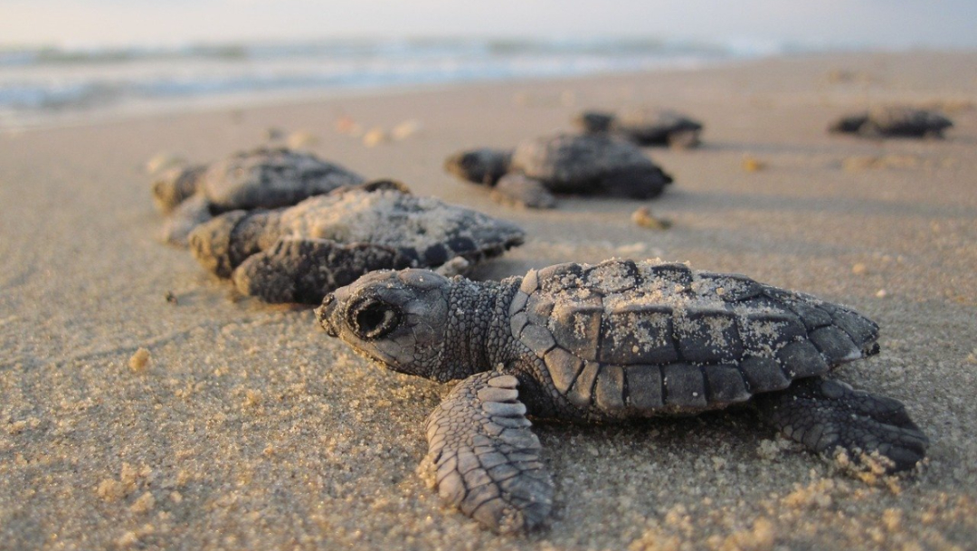 Nacen miles de tortugas marinas en playas de Sonora