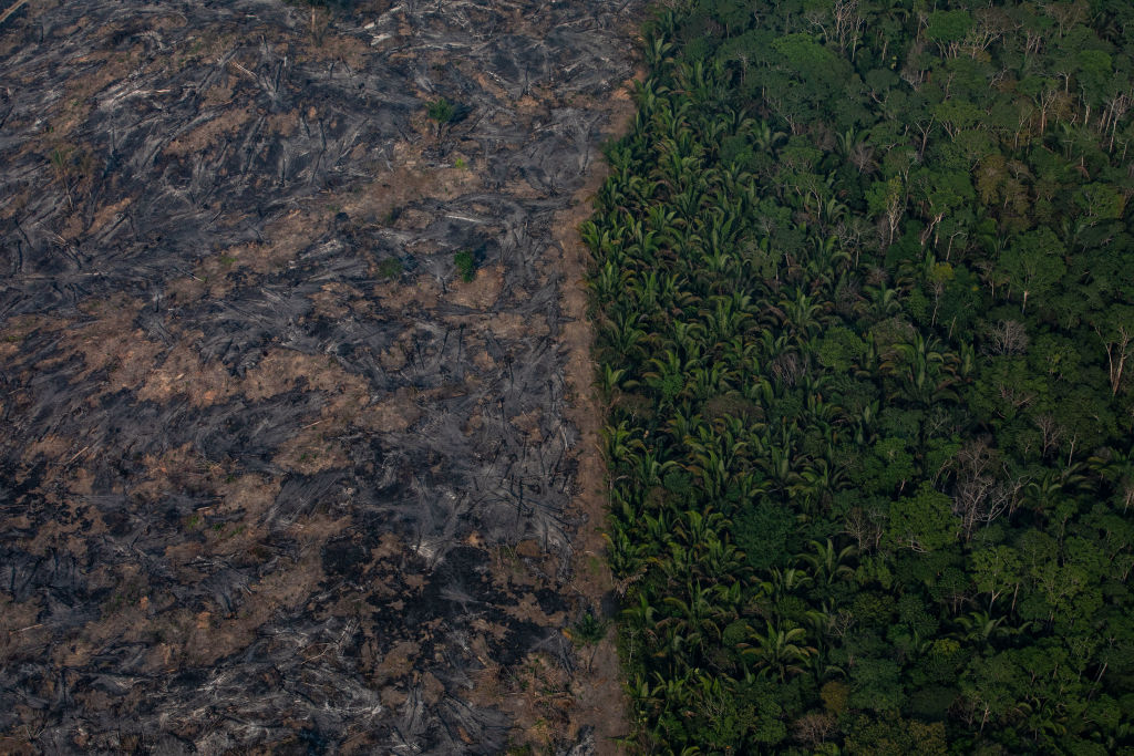 Incendios forestales en el Amazonas fueron históricos en 2019