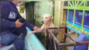 Marina rescata a perrito labrador de las inundaciones en Tabasco y lo adopta a sus filas