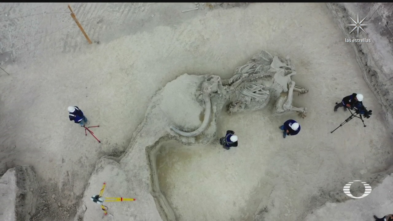 muestran esqueleto de mamut hallado en zona del aeropuerto en santa lucia