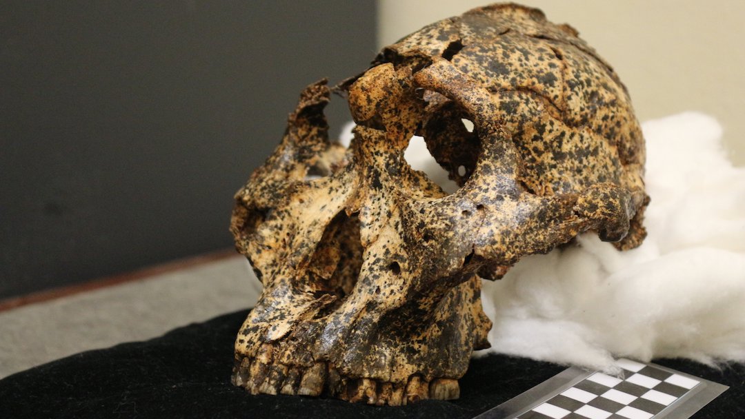 Paranthropus Robustus Cráneo Fósil Foto