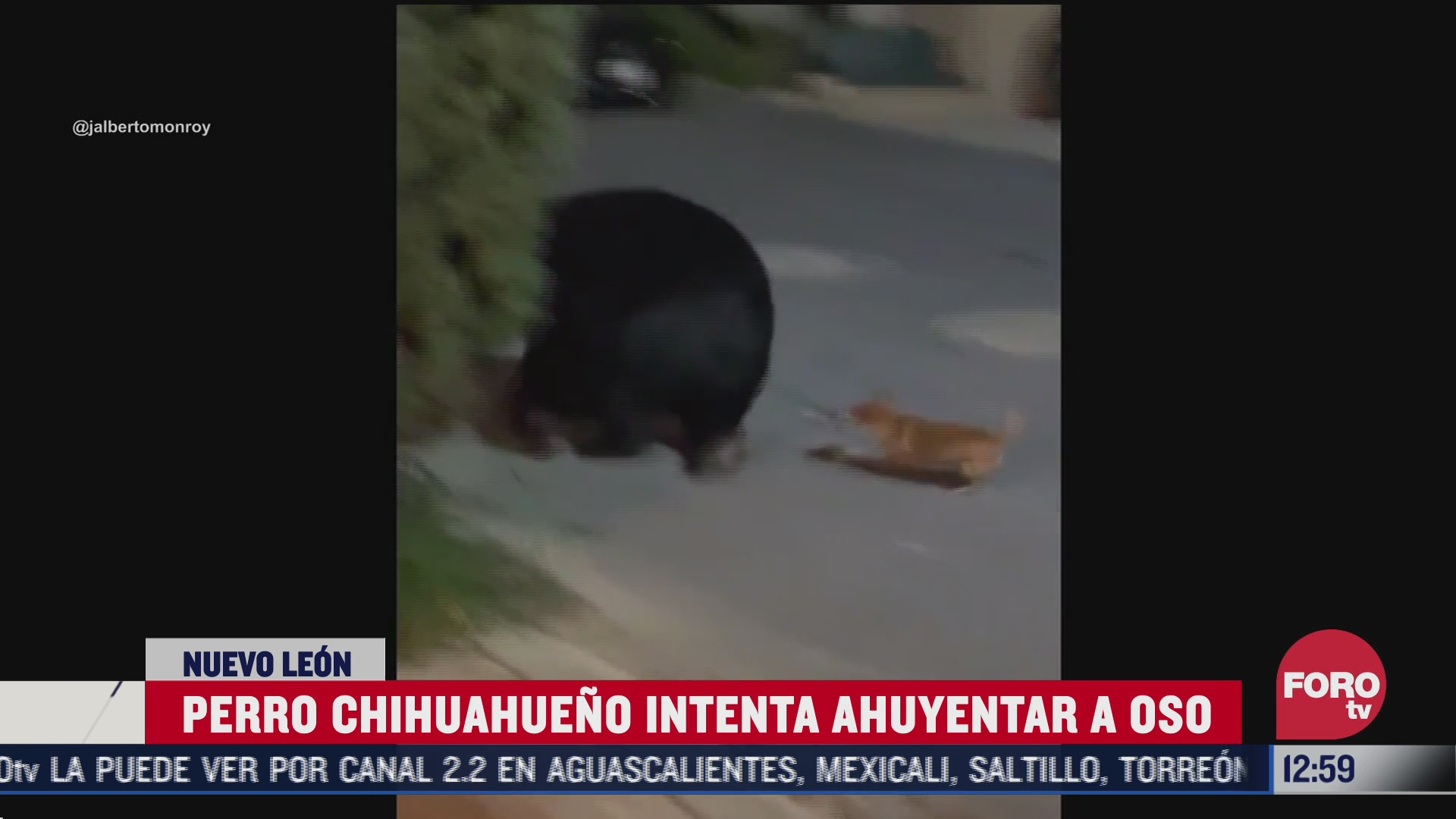 perro chihuahueno intenta ahuyentar a un oso