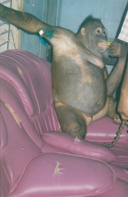 La historia de Pony, una orangután prostituida en Borneo