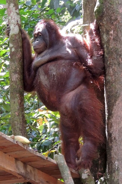 La historia de Pony, una orangután prostituida en Borneo
