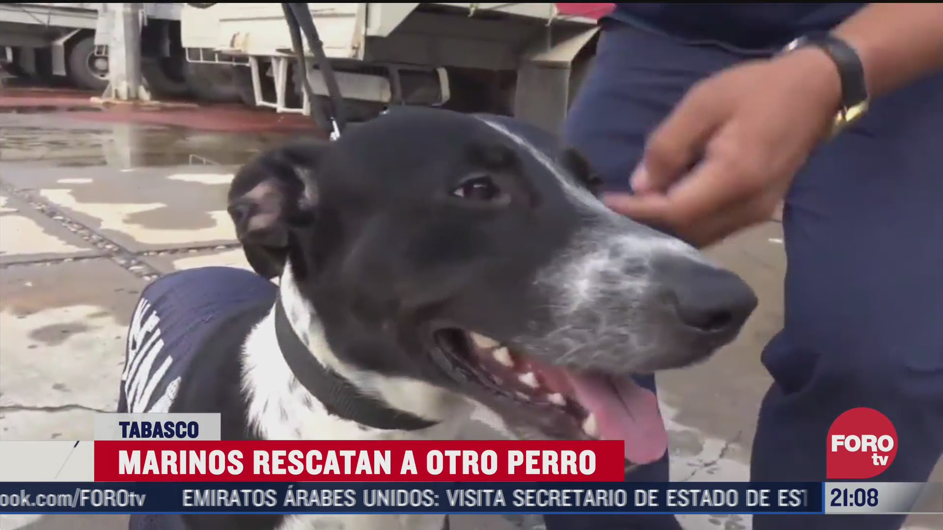 rescatan a otro perro en inundaciones de tabasco y ya le buscan nombre