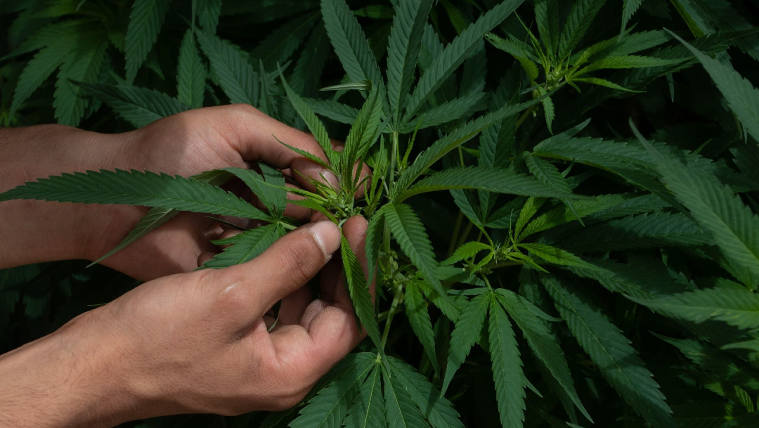 Senado discute sobre la legalización de la marihuana