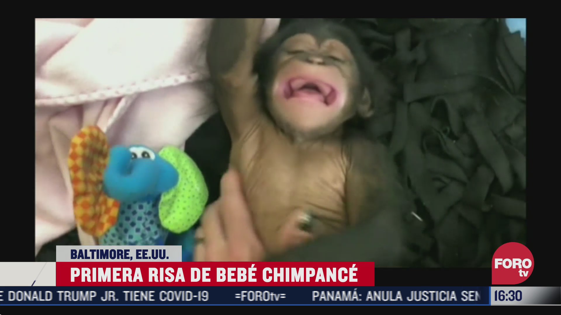 zoologico comparte la primera risa de chimpance bebe