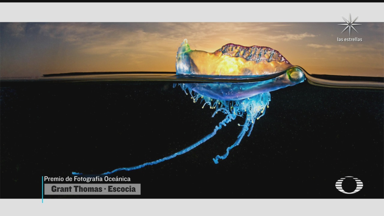 anuncian a los ganadores de ocean photography awards