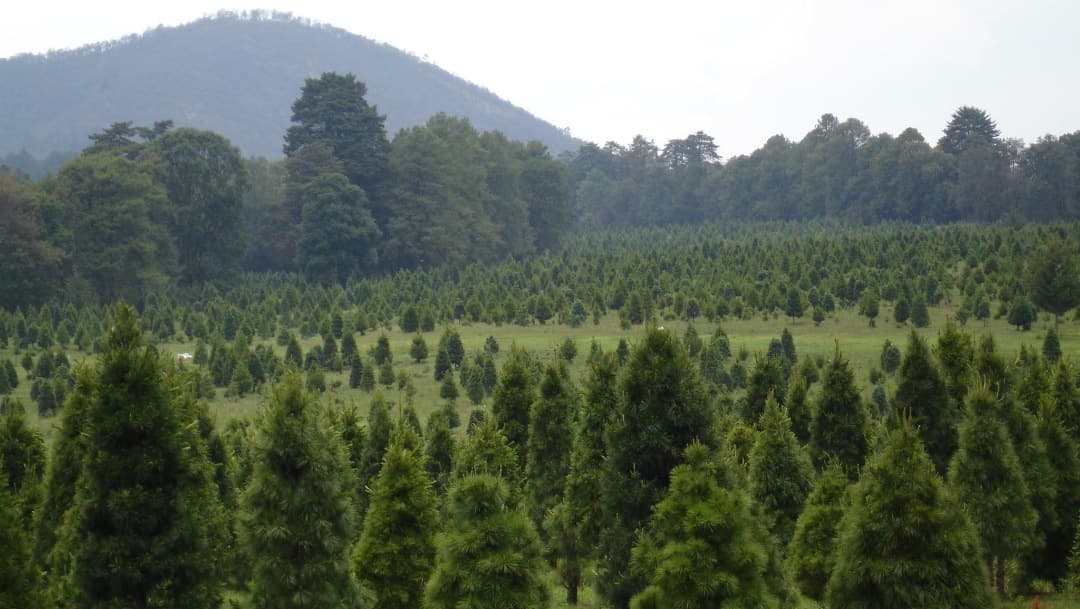 Bosque de árboles de Navidad registra aumento de ventas del 30%