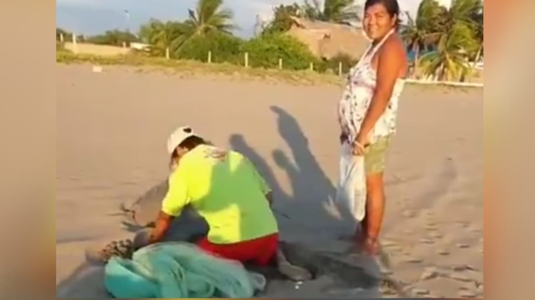 Captan a pareja saqueando nido de tortuga en Puerto Arista