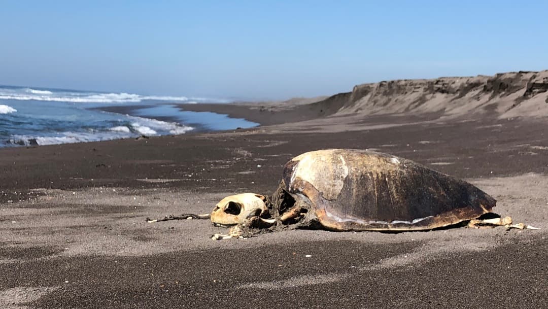 Cientos de tortugas han muerto en playas de Colima