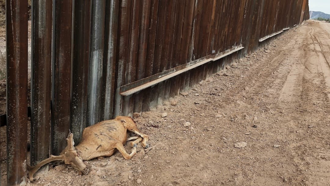 Fauna silvestre, otra víctima del muro fronterizo
