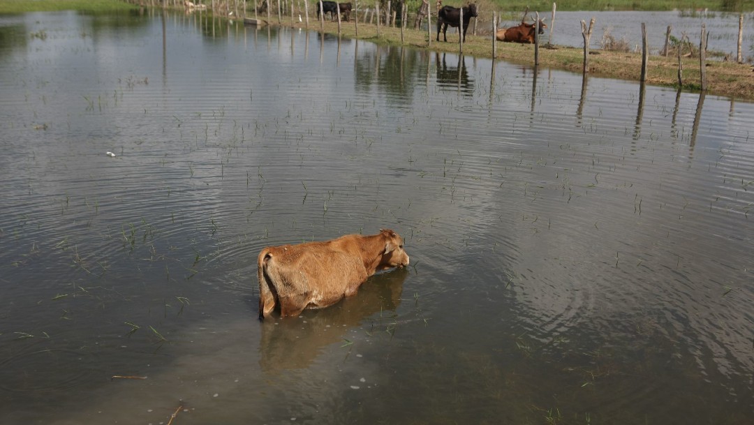 Ganaderos de Tabasco pierden cientos de animales tras inundaciones