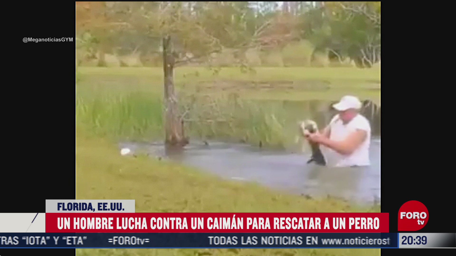 hombre lucha contra un caiman para rescatar a su perro