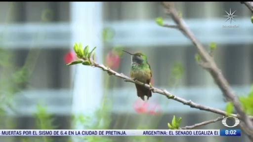 los colibries las aves mas pequenas del mundo