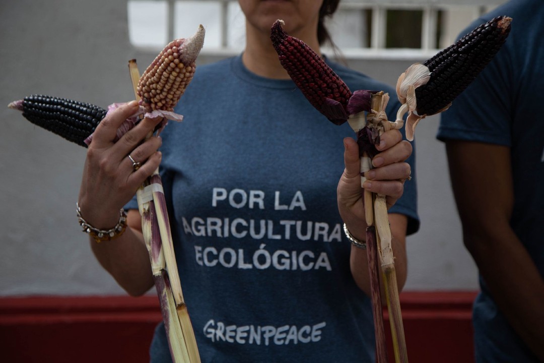 Mayas-denuncian-siembra-de-maíz-transgénico-en-Campeche