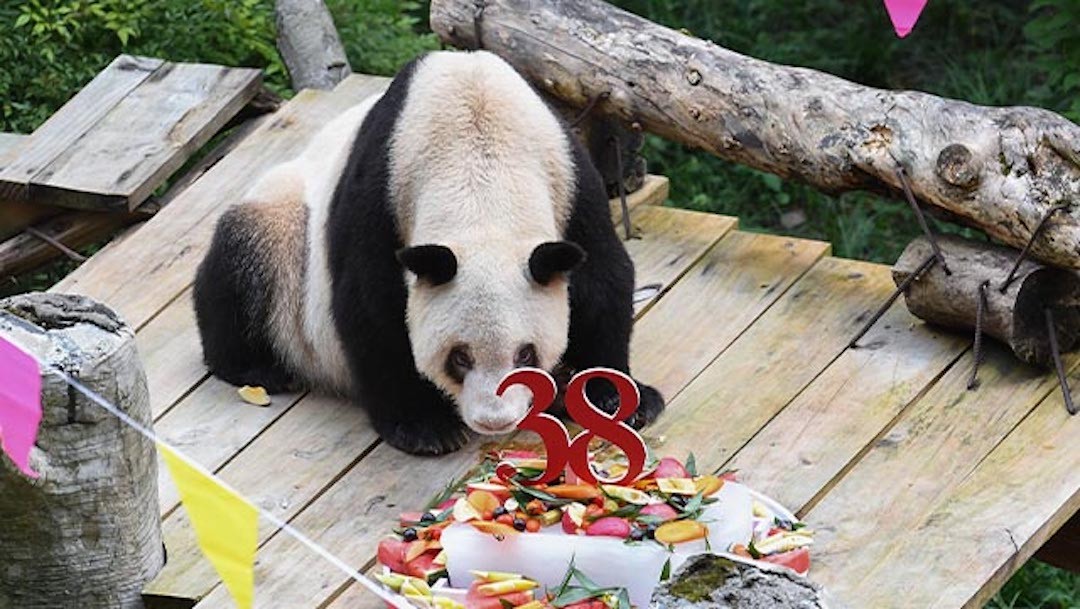 Muere a los 38 años, Xinxing, la osa panda en cautiverio más anciana del mundo