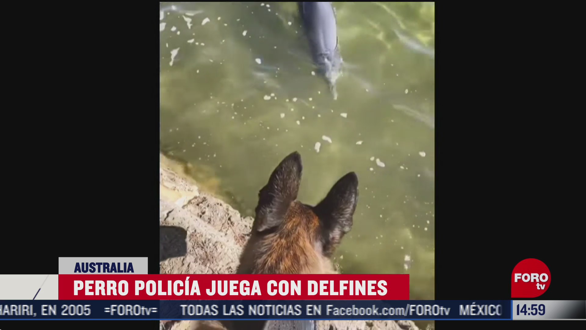 perro policia juega con delfines en australia