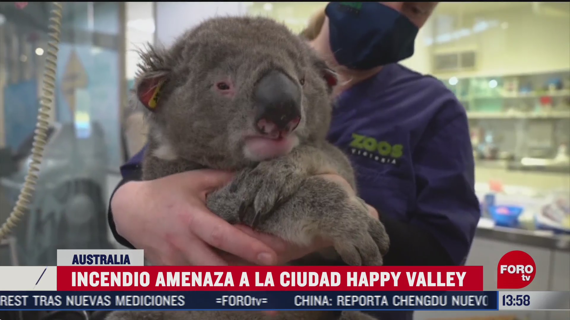 regresan a 14 koalas a su habitat en australia