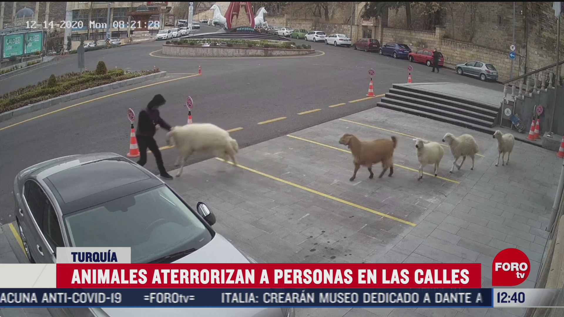 una cabra una oveja y tres corderos aterrorizan a la gente en turquia