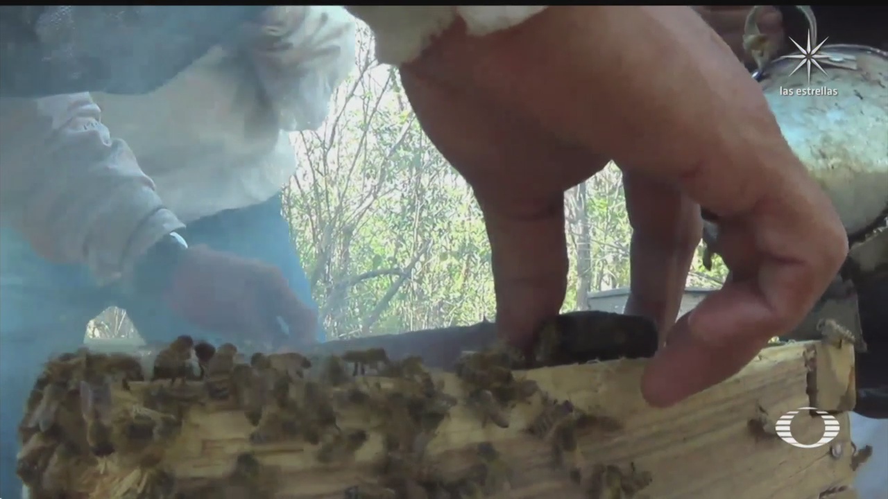 apicultoras mayas regresan a trabajar en la produccion de miel de abeja melipona