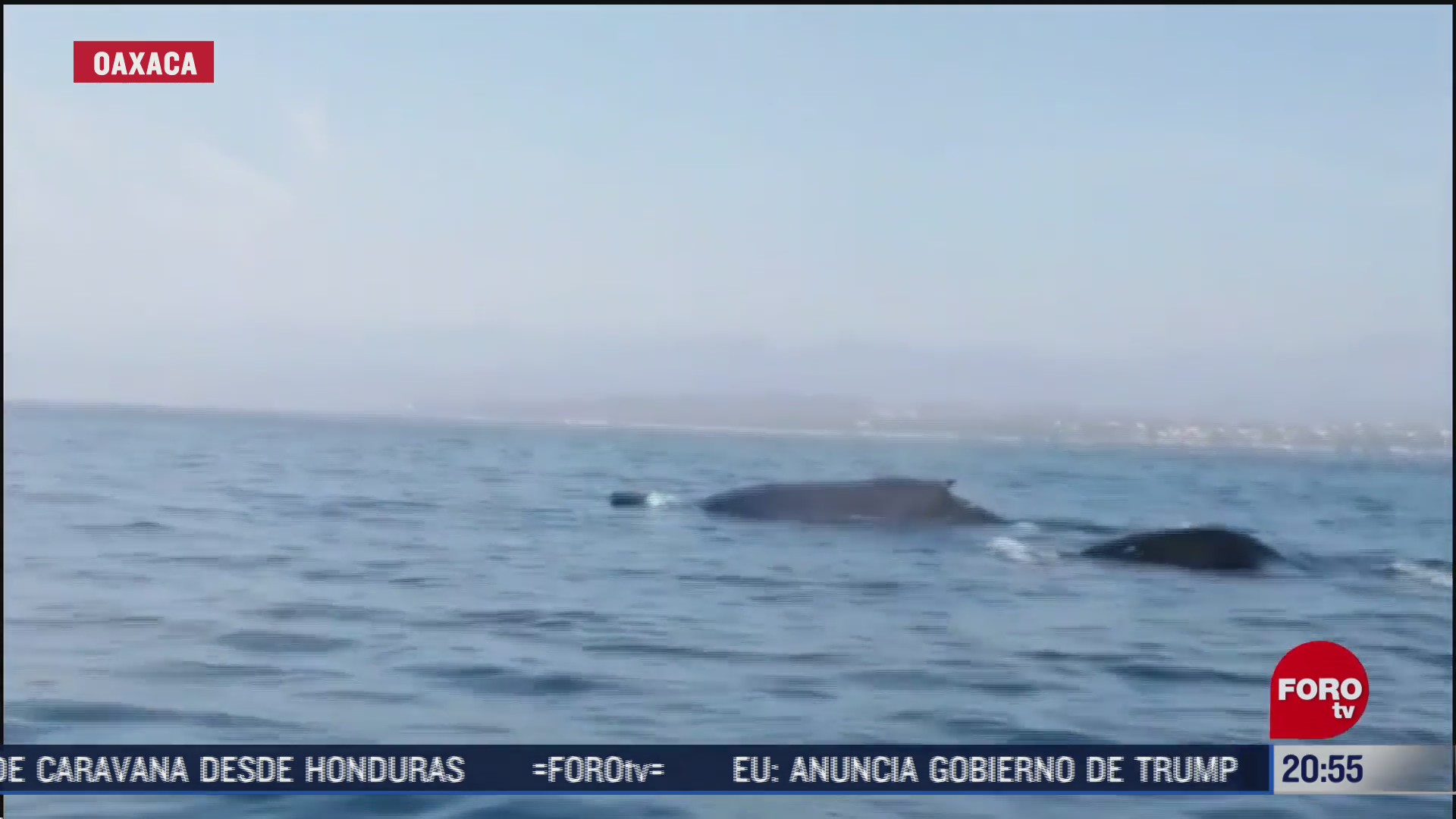 avistamiento de ballenas jorobadas en puerto escondido oaxaca