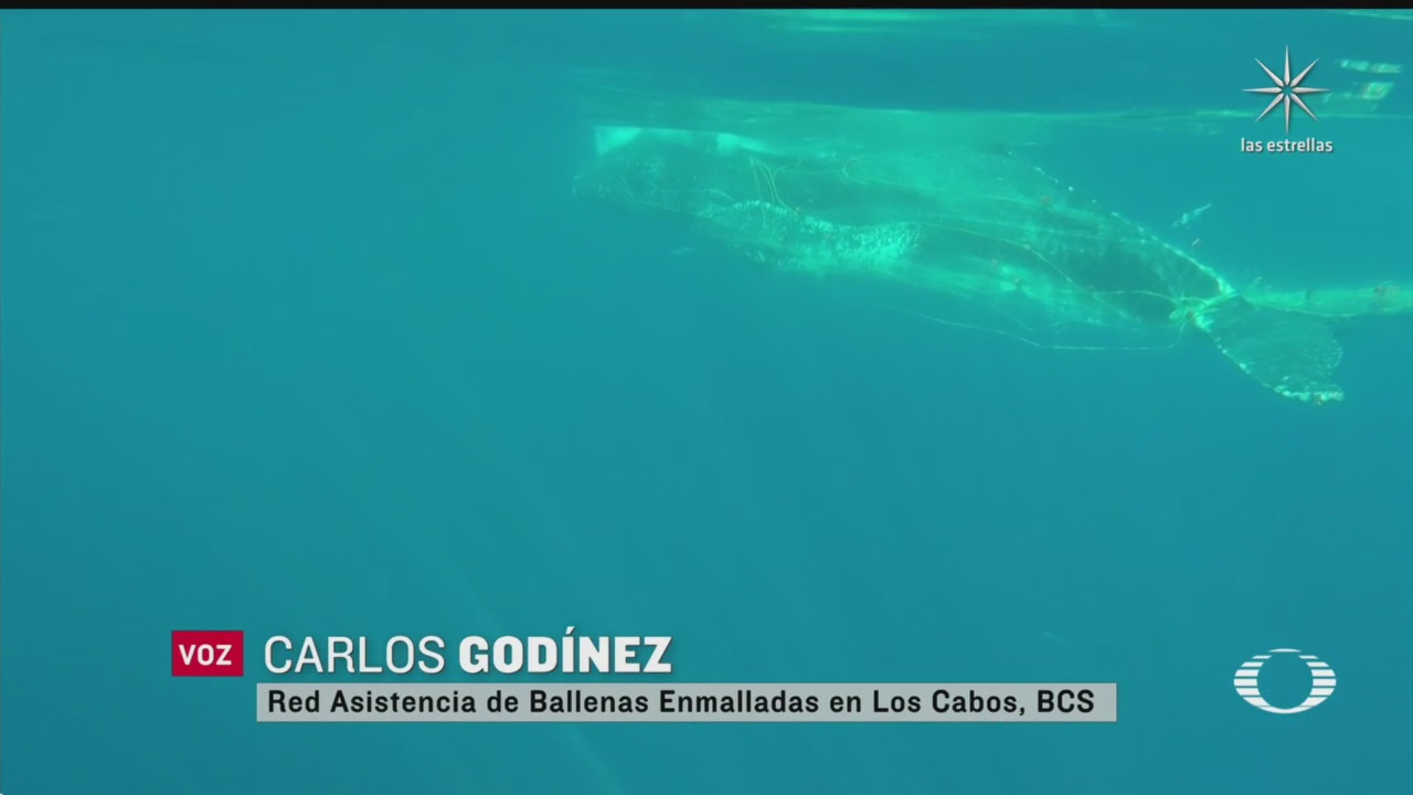 avistan ballenas atrapadas en redes de pesca