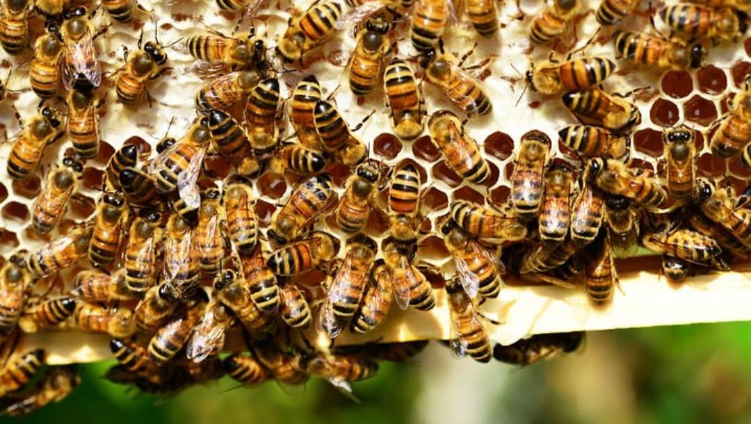 Concluyen Atlas que protege abejas y productores en Yucatán