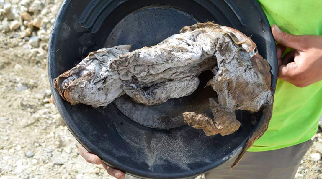 Encuentran cuerpo de lobo en hielo de Canadá preservado por 57 mil años