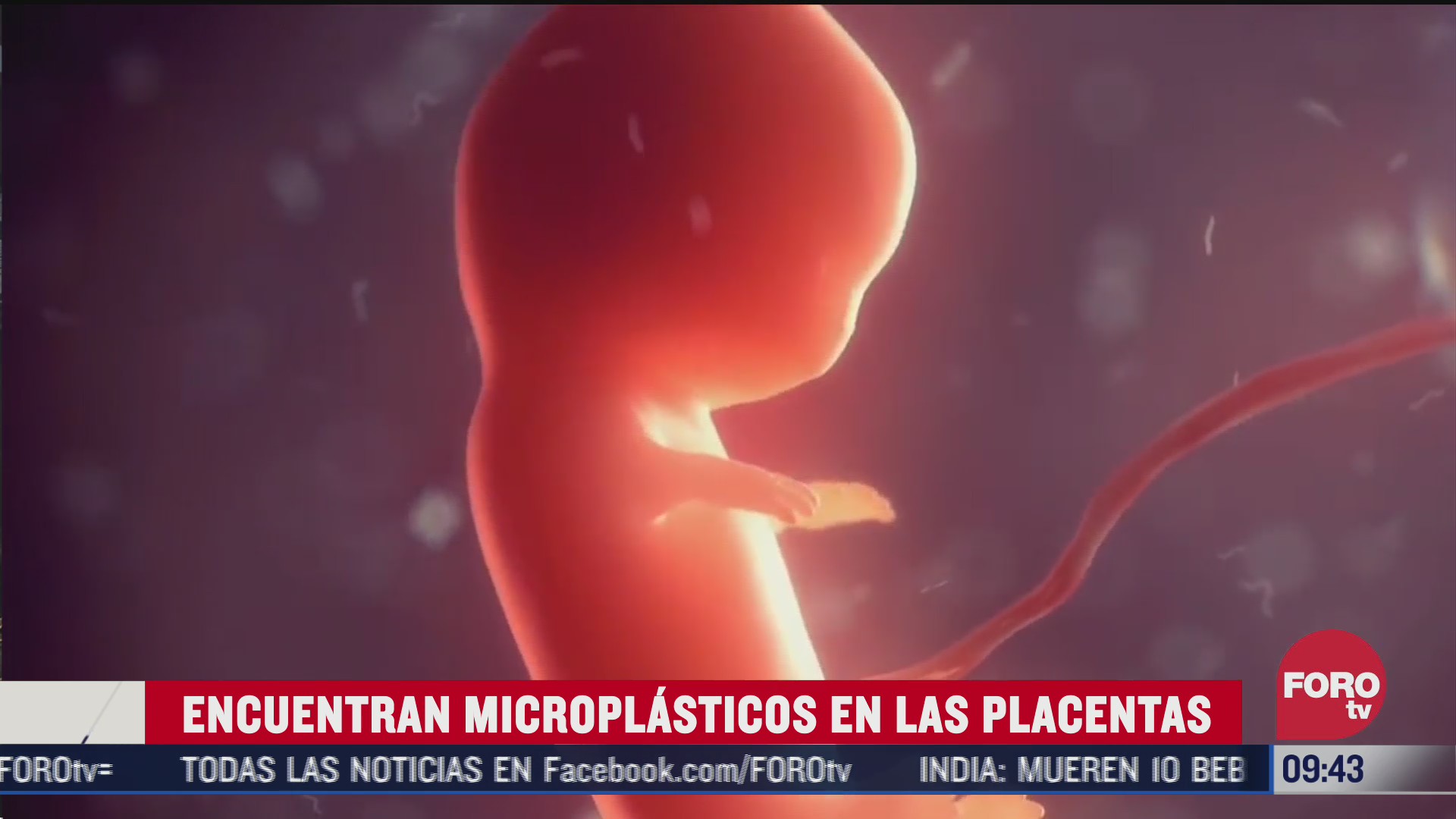 encuentran microplasticos en las placentas