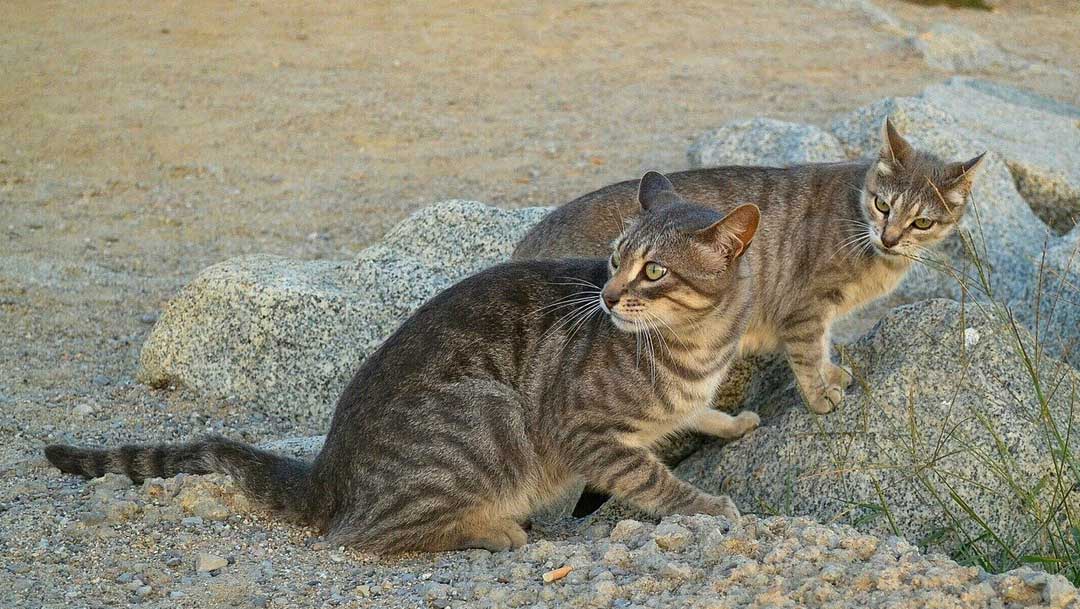 Los gatos salvajes representan una amenaza a otras especies endémicas del país y tras un estudio, ordenó el exterminio de millones de gatos