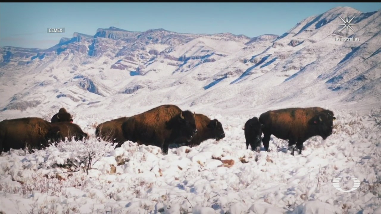 manada de bisontes son reintroducidos en coahuila