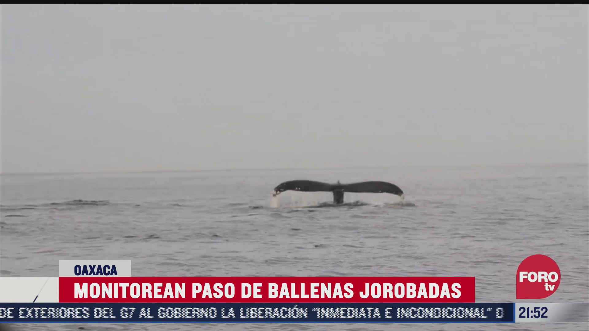 monitorean paso de ballenas jorobadas en oaxaca