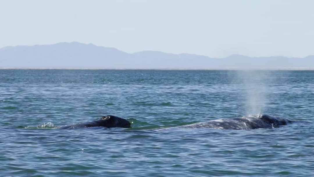 Nacen 34 crías de ballena gris en santuario de Ojo de Libre, en BCS