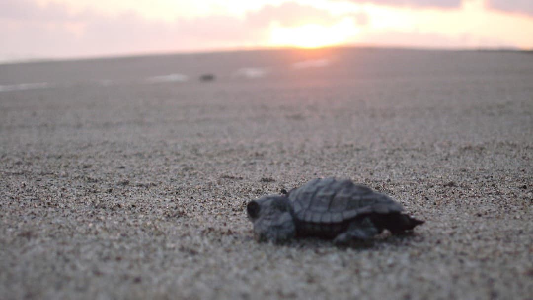 Nacen tortugas laúd en playas de Puerto Escondido