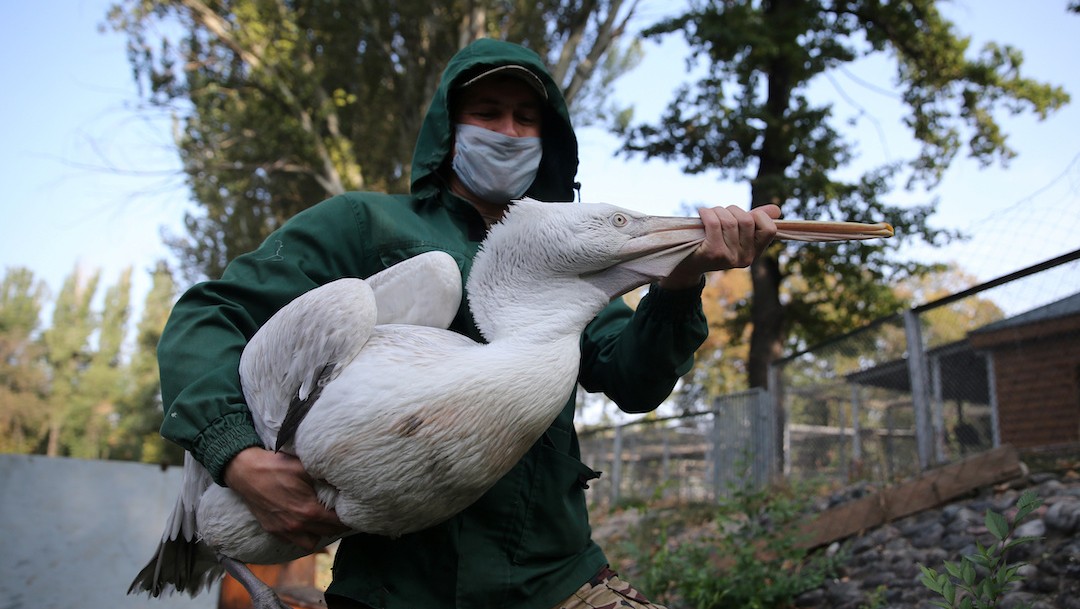 Un hombre carga a un pelicano enfermo (Reuters)