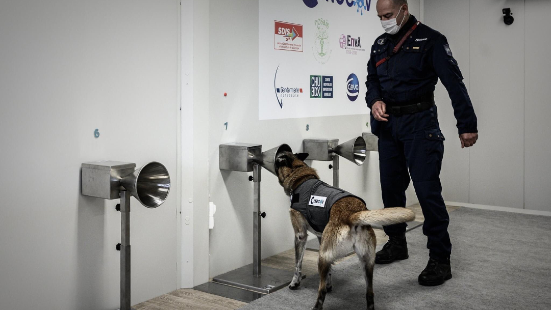 Francia entrena perros para detectar COVID-19 a través del sudor humano. (Foto: Twitter)