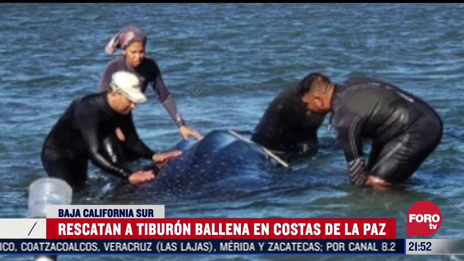 profepa rescata a tiburon ballena en baja california sur