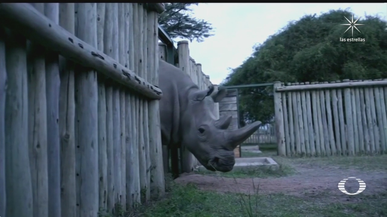 proyecto de reproduccion artificial busca conservar al rinoceronte blanco del norte