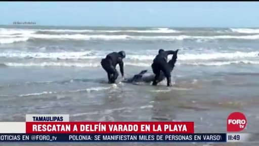 rescatan a delfin varado en playa de tamaulipas